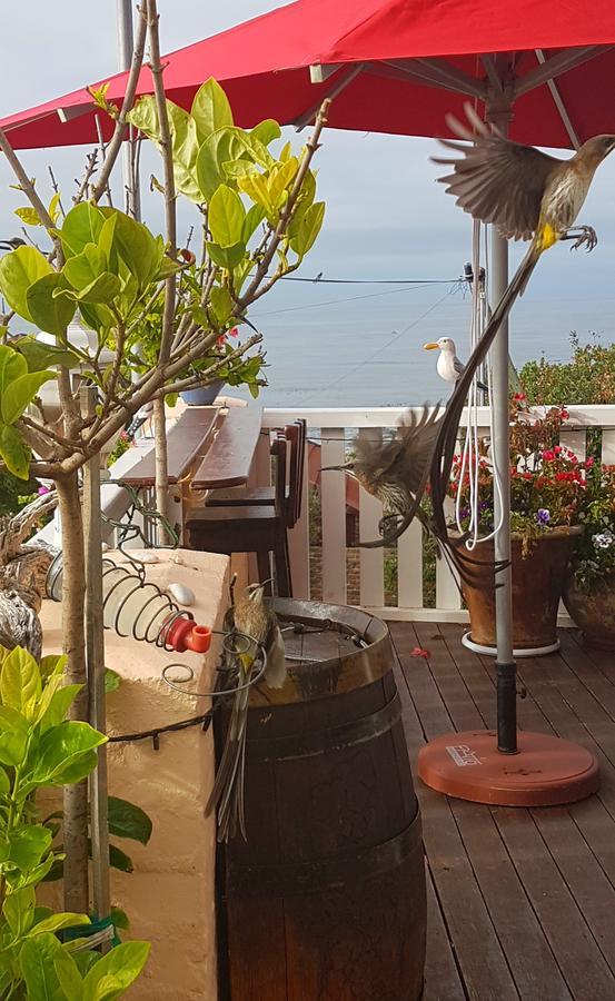 Belle Vue Guesthouse Hermanus Exteriör bild